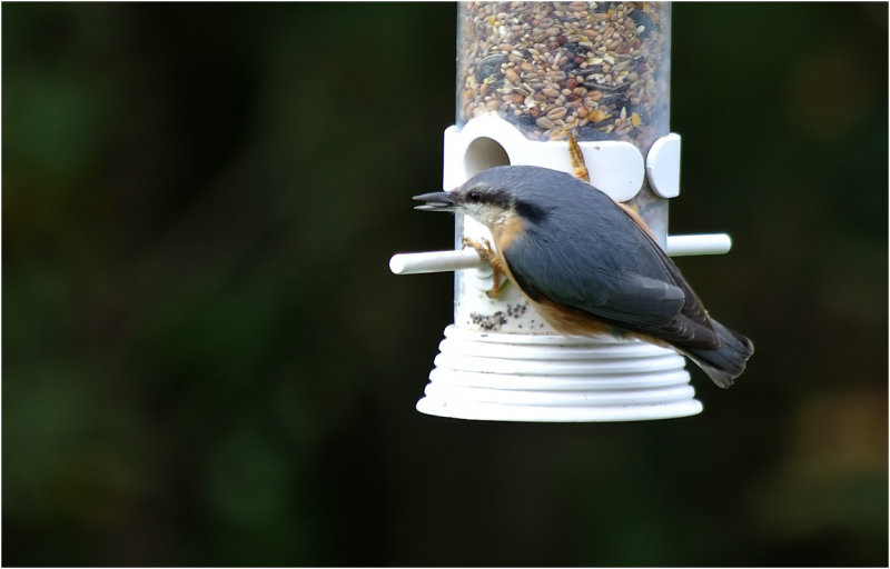 Nuthatch