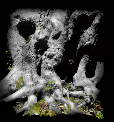 Tree Spirits