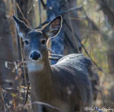 White-tail Deer-2.jpg