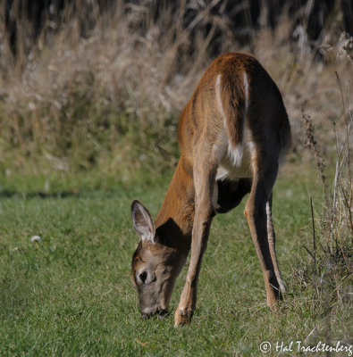 Young White-tailed Deer.jpg