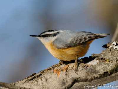 Red-breasted Nuthatch-2.jpg