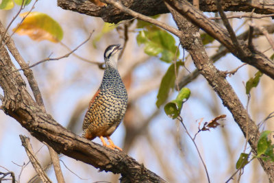 Francolinus pintadeanus - Chinese Francolin