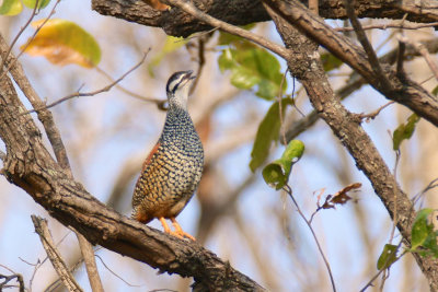 Francolinus pintadeanus - Chinese Francolin 