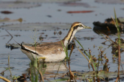 Hydrophasianus chirurgus -Pheasant-tailed Jacana