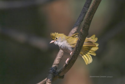 Erpornis zantholeuca -White-bellied Erpornis
