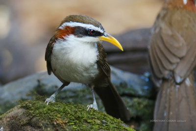 Pomatorhinus schisticeps - White-browed Scimitar Babbler