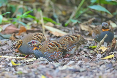 Arborophila rufogularis - Rufous-throated Partridge
