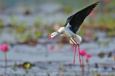Himantopus himantopus - Black Winged Stilts