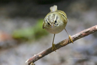 Phylloscopus inornatus - Yellow-browed Warbler