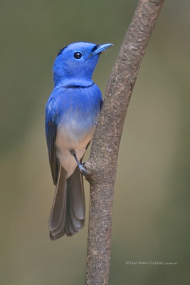 Hypothymis azurea prophata - Black-naped Monarch