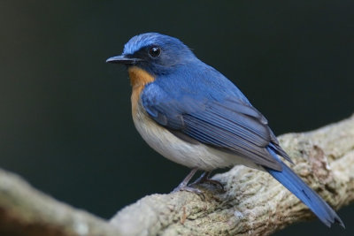 Cyornis tickelliae - Tickell's Blue Flycatcher