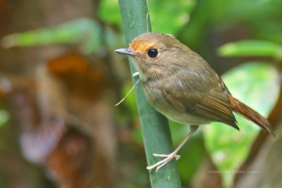 Ficedula solitaris - Rufous-browed Flycatcher