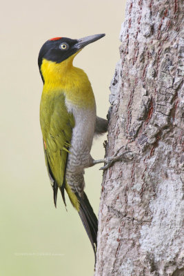Picus erythropygius - Black-headed Woodpecker 