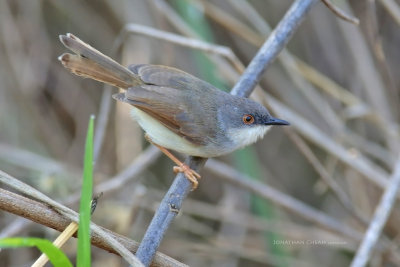 Timalia pileata - Chestnut-capped Babbler