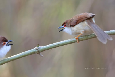 Chrysomma sinense - Yellow-eyed Babbler