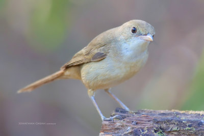 Acrocephalus aedon - Thick-billed Warbler 
