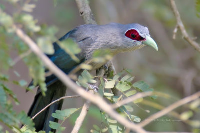 Phaenicophaeus diardi - Black-bellied Malkoha 