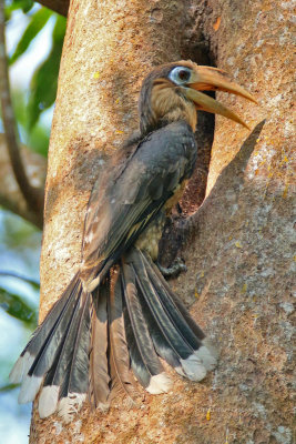 Anorrhinus tickelli - Tickell's Brown Hornbill