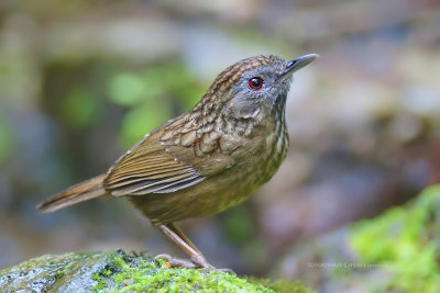 Napothera crispifrons - Limestone Wren-Babbler