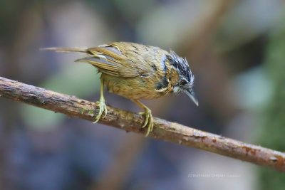 Stachyris nigriceps - Grey-throated Babbler