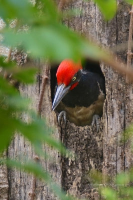 Dryocopus javensis - White-bellied Woodpecker