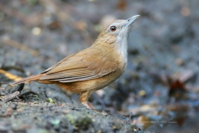 Malacocincla abbotti olivacea - Abbott's Babbler