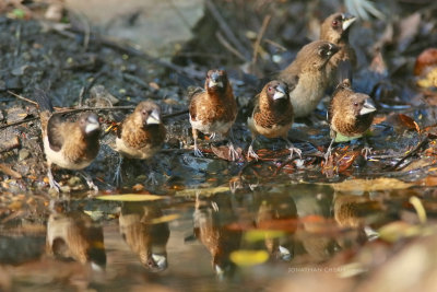 Lonchura leucogastroides - Javan Munia