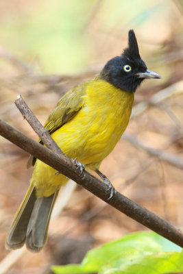 Pycnonotus melanicterus - Black-crested Bulbul