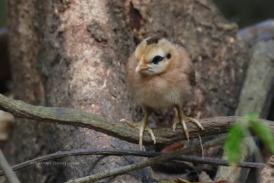 Gallus gallus spadiceus - Red Junglefowl