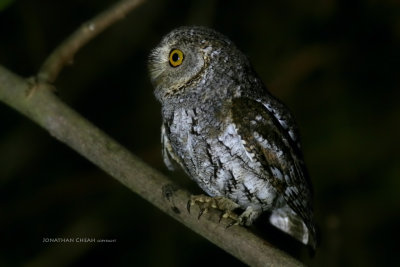 Otus sunia -Oriental Scops Owl (Grey Morph)