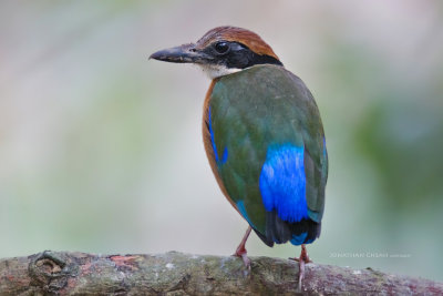 Pitta megarhyncha - Mangrove Pitta