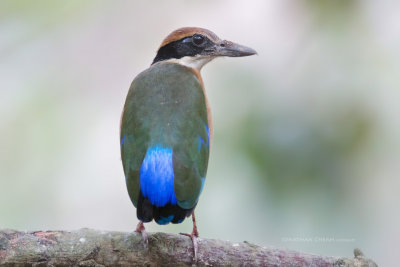 Pitta megarhyncha - Mangrove Pitta