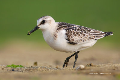 Calidris alba - Sanderling