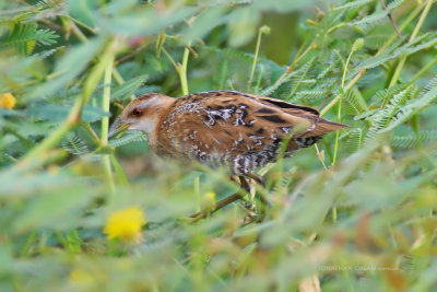 Porzana pusilla - Baillon's Crake 