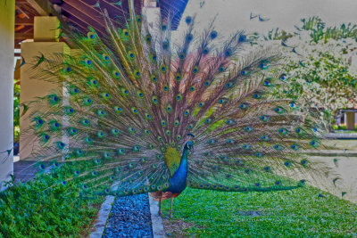 Pavo cristatus - Indian Peafowl or Blue Peafowl 