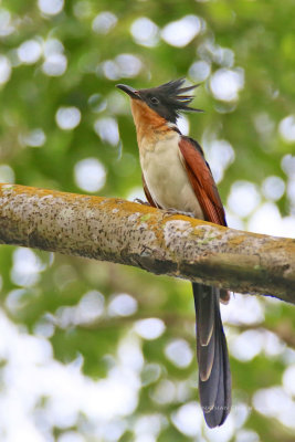 Clamator coromandus - Chestnut-winged Cuckoo