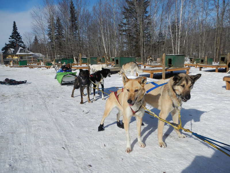 20130125 - Kathy & Emily Dog Sled Weekend - 066.jpg