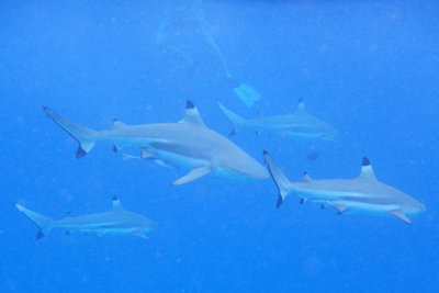 20121009 - Bora Bora (AW) - 0055.jpg