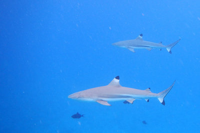 20121009 - Bora Bora (AW) - 0060.jpg