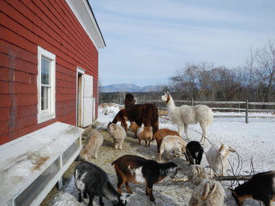 20130125 - Kathy & Emily Dog Sled Weekend - 090.jpg