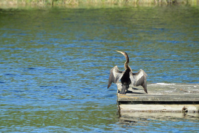 20130218 - Six Mile Cypress Slough - 0060.jpg