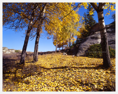 Xinjiang شىنجاڭ‎ ..::.. Film