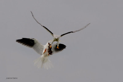 White-tailed Kites Rat Handoff