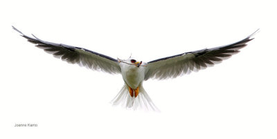 White-tailed Kite Carrying Stick