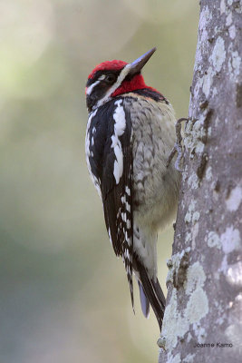 Red-naped Sapsucker