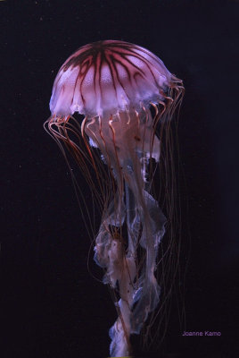 Jellyfish