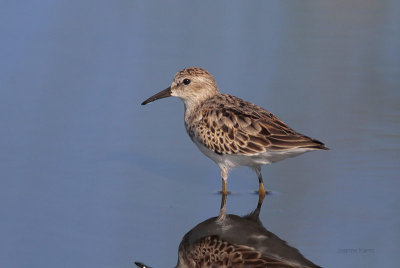 Least Sandpiper