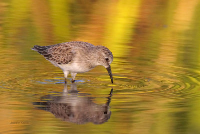 Least Sandpiper