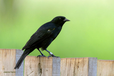 Yellow-shouldered Blackbird