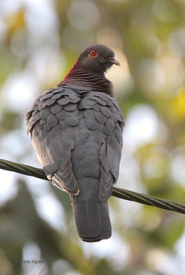 Scaly-naped Pigeon